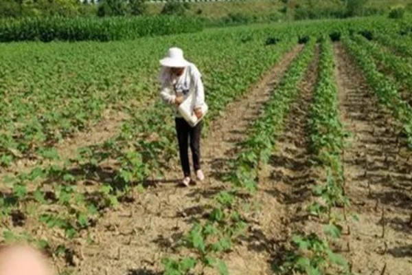 棉花种子怎么处理，用药拌种可防治害虫