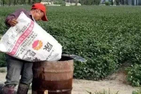 棉花种子怎么处理，用药拌种可防治害虫