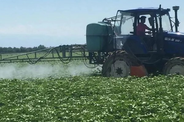 棉花种子怎么处理，用药拌种可防治害虫