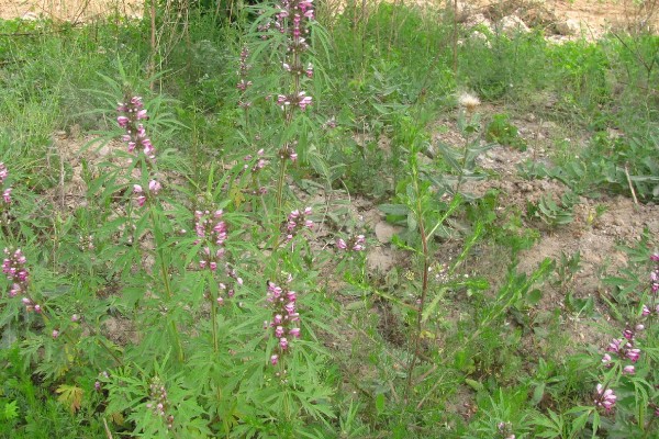益母草的种植要点，春播需中耕除草3次