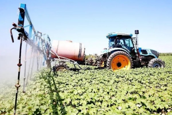 棉花种子怎么处理，用药拌种可防治害虫