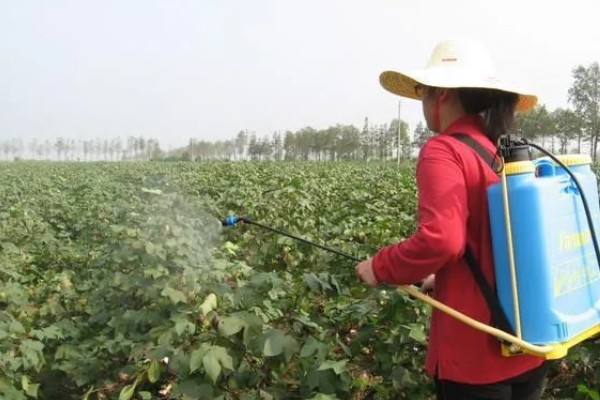 棉花种子怎么处理，用药拌种可防治害虫