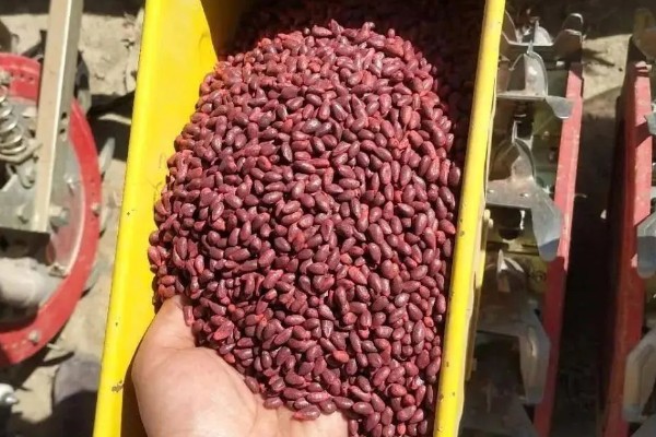 棉花种子怎么处理，用药拌种可防治害虫