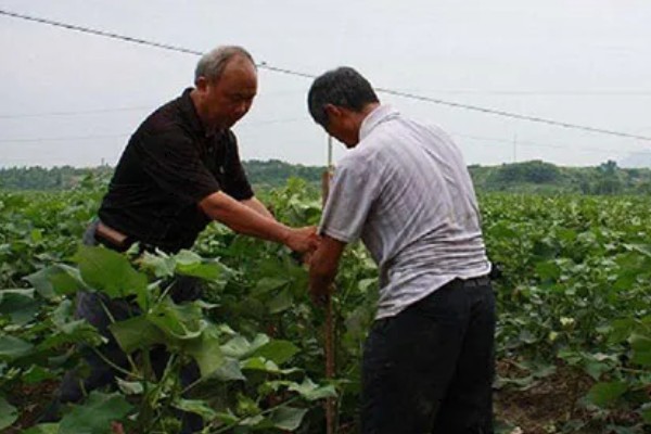 棉花种子怎么处理，用药拌种可防治害虫