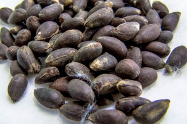 棉花种子怎么处理，用药拌种可防治害虫