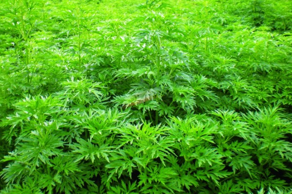 益母草的种植要点，春播需中耕除草3次