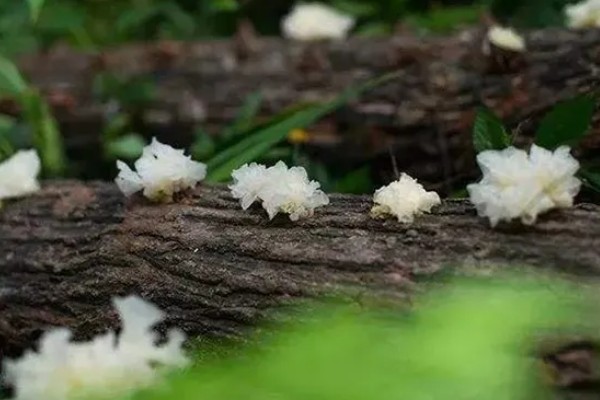 银耳的主要产地分布，主要分布于四川省、浙江省等地