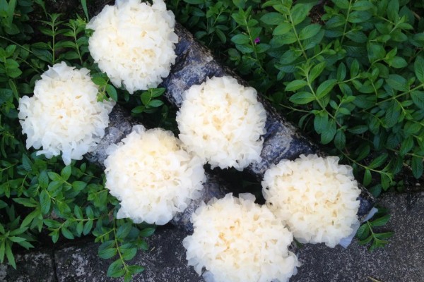 银耳的主要产地分布，主要分布于四川省、浙江省等地