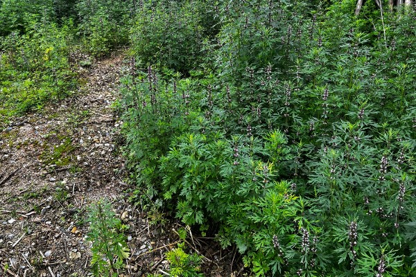 益母草的种植要点，春播需中耕除草3次