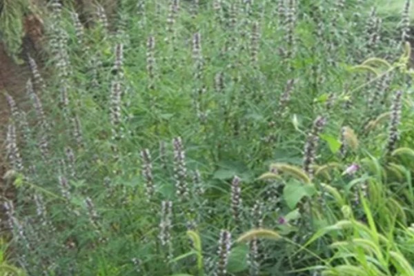 益母草的种植要点，春播需中耕除草3次