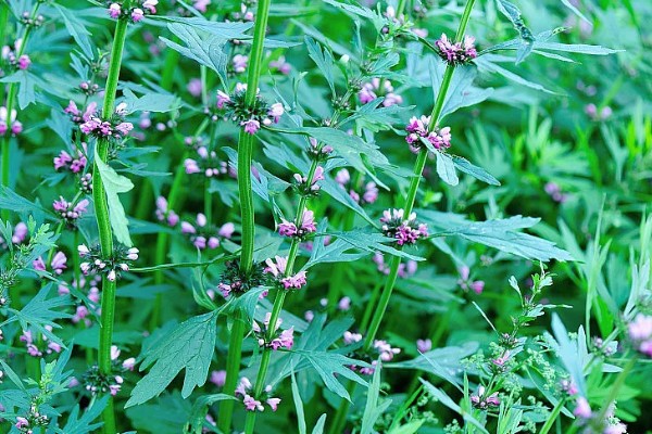益母草的种植要点，春播需中耕除草3次