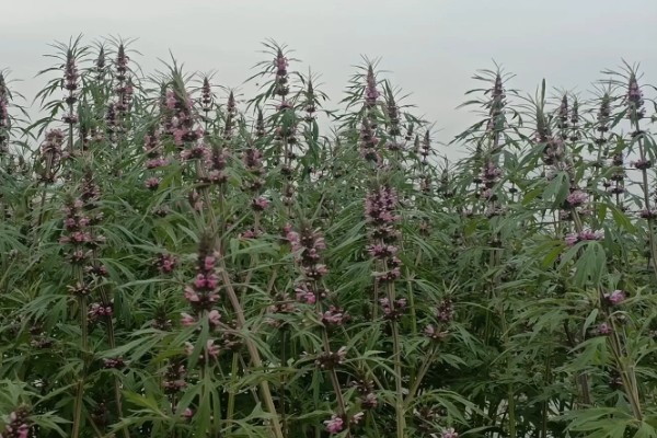 益母草的种植要点，春播需中耕除草3次