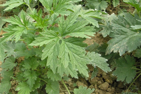 益母草的种植要点，春播需中耕除草3次