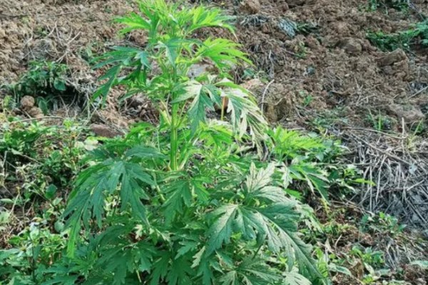 益母草的种植要点，春播需中耕除草3次
