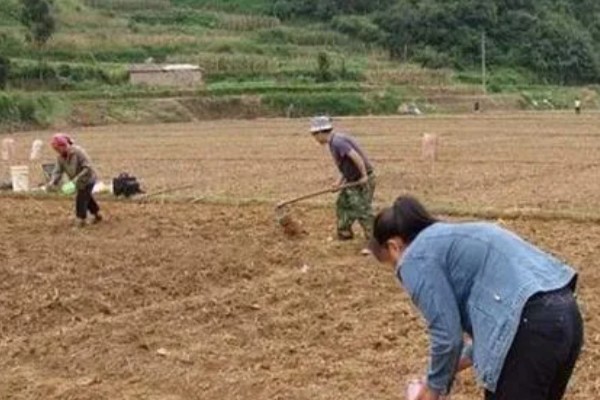 益母草的种植要点，春播需中耕除草3次