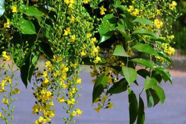 小叶紫檀开花的寓意，寓意着幸运来临