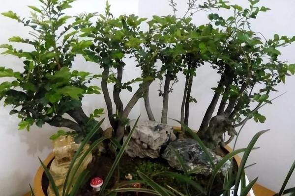 小叶紫檀开花的寓意，寓意着幸运来临