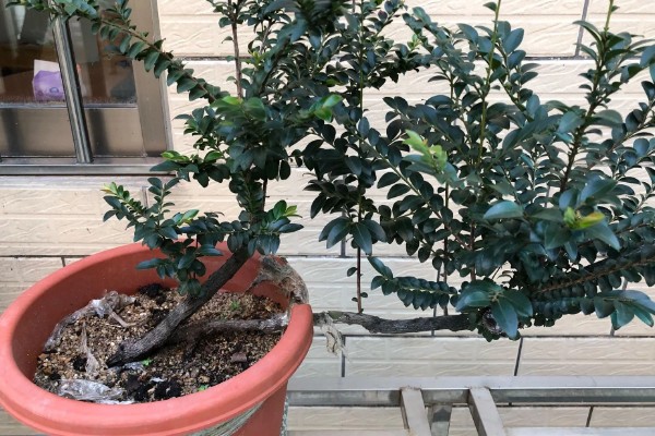 小叶紫檀开花的寓意，寓意着幸运来临