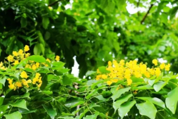 小叶紫檀开花的寓意，寓意着幸运来临