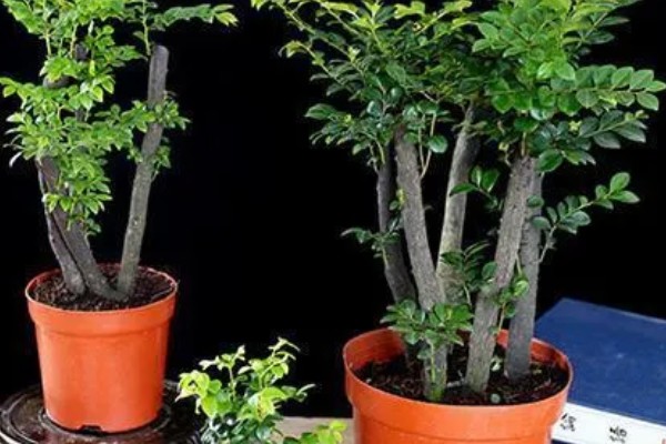 小叶紫檀开花的寓意，寓意着幸运来临