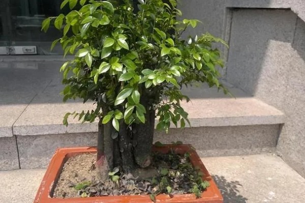 小叶紫檀开花的寓意，寓意着幸运来临