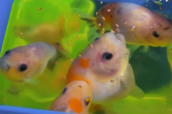 让小兰寿快速生长的方法，投喂蛋白质较多的饲料