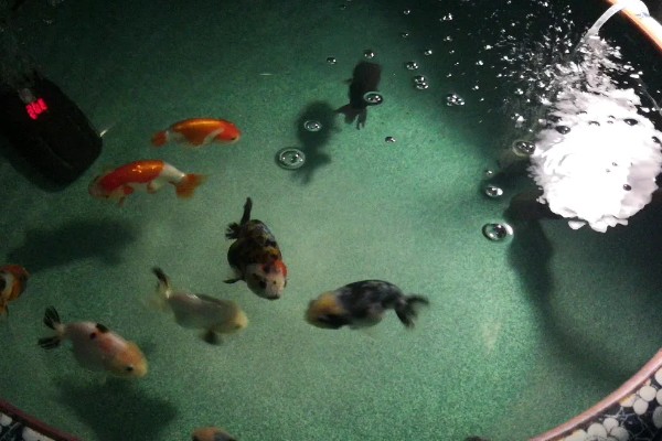 让小兰寿快速生长的方法，投喂蛋白质较多的饲料