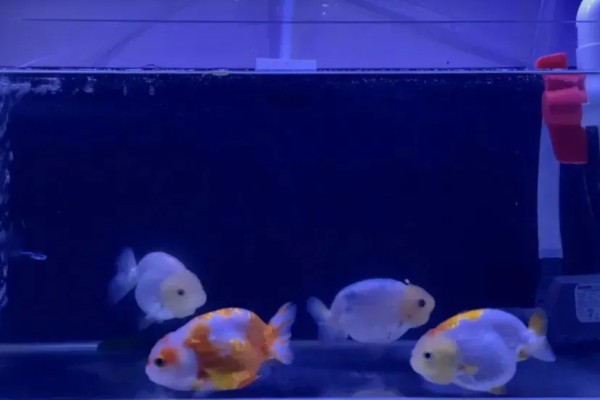 让小兰寿快速生长的方法，投喂蛋白质较多的饲料