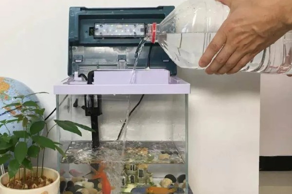 让小兰寿快速生长的方法，投喂蛋白质较多的饲料