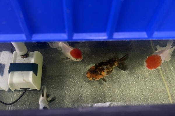 让小兰寿快速生长的方法，投喂蛋白质较多的饲料