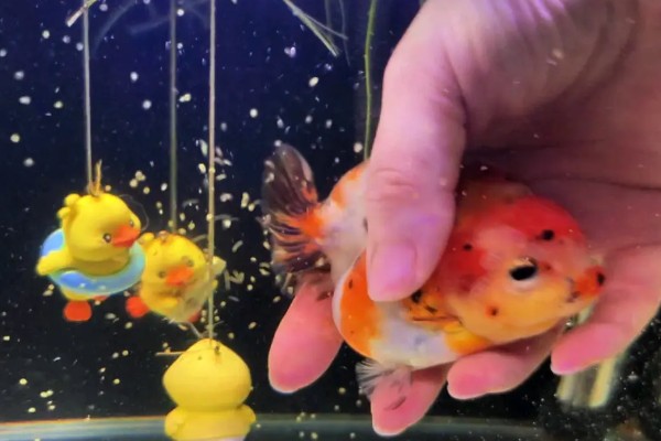 让小兰寿快速生长的方法，投喂蛋白质较多的饲料