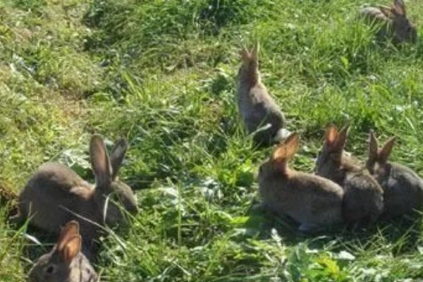 野兔的食物，喜欢吃嫩草和野菜