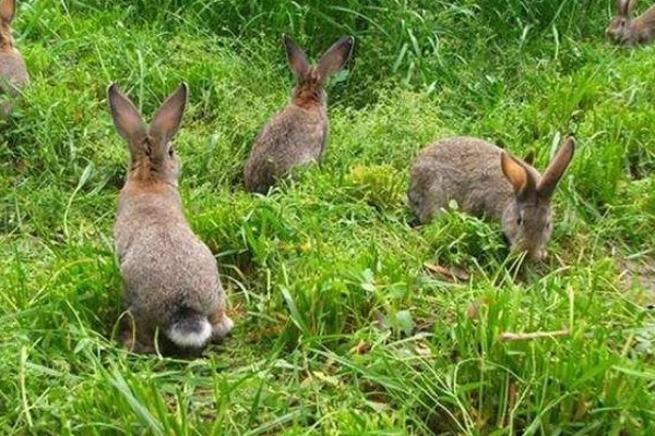 野兔的食物，喜欢吃嫩草和野菜