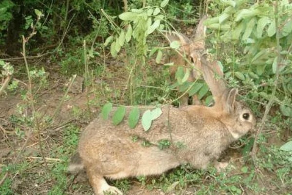 野兔的食物，喜欢吃嫩草和野菜
