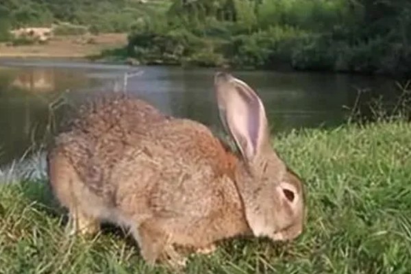 野兔的食物，喜欢吃嫩草和野菜