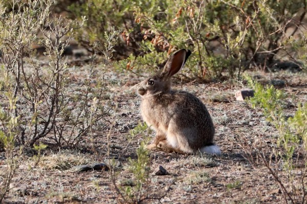 野兔的食物，喜欢吃嫩草和野菜