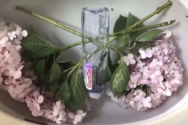 绣球花枯萎后要不要剪除，剪除残花可避免养分过度损耗