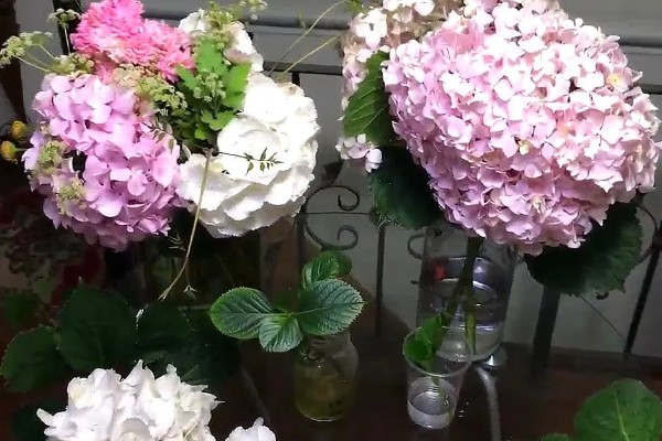 绣球花枯萎后要不要剪除，剪除残花可避免养分过度损耗