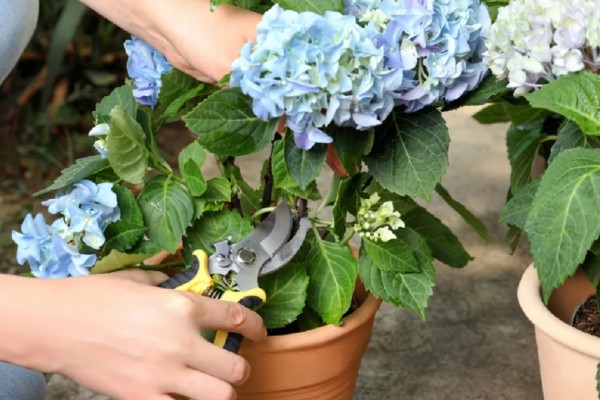 绣球花枯萎后要不要剪除，剪除残花可避免养分过度损耗