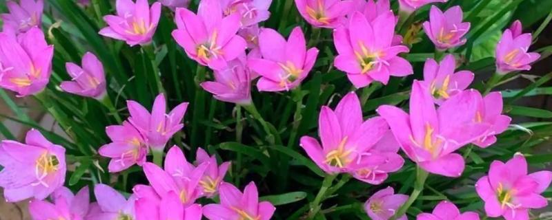 夏天有什么常见的花卉，包含风雨兰、金盏花等品种