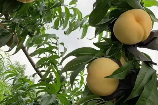 桃子套袋前的定果方法，遵循留优去劣的原则