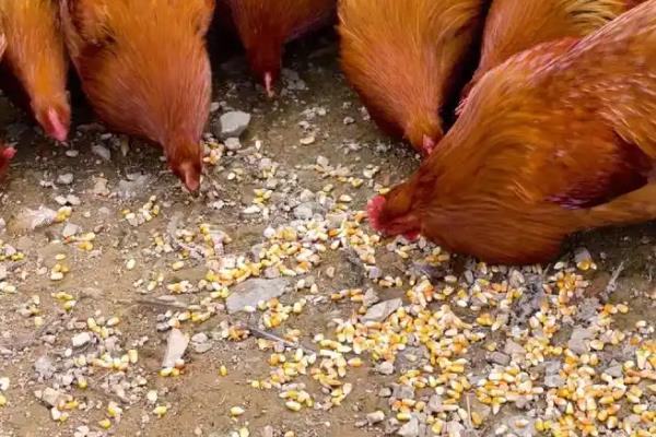 一只鸡一天吃多少斤玉米，与品种、重量、日龄等因素有关