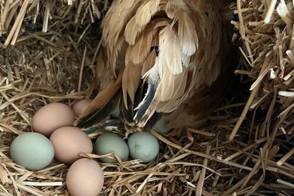 一只鸡一天吃多少斤玉米，与品种、重量、日龄等因素有关