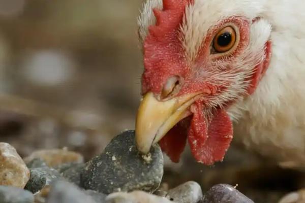 一只鸡一天吃多少斤玉米，与品种、重量、日龄等因素有关