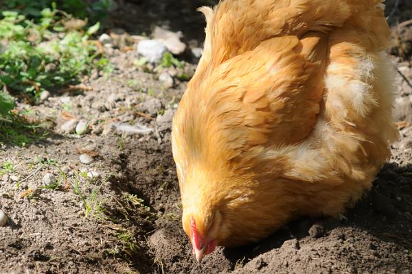 一只鸡一天吃多少斤玉米，与品种、重量、日龄等因素有关