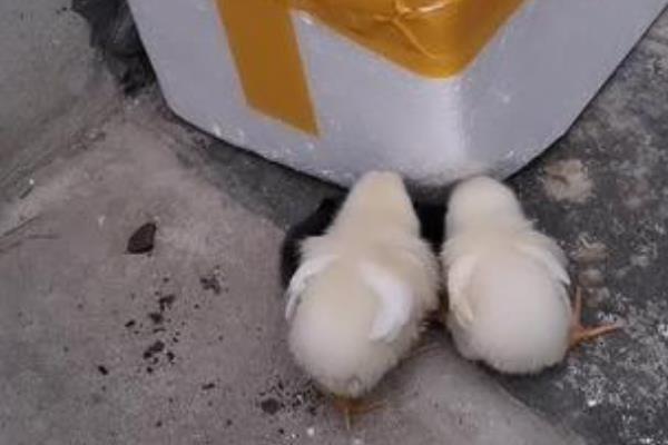 一只鸡一天吃多少斤玉米，与品种、重量、日龄等因素有关