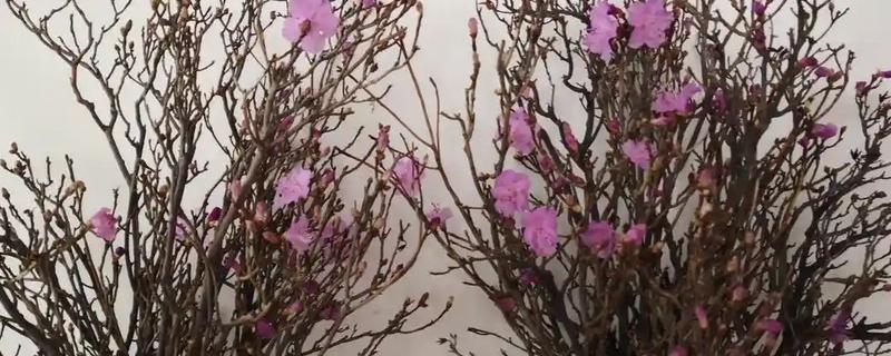 干枝杜鹃怎么养，生长过程中需要充足的光照