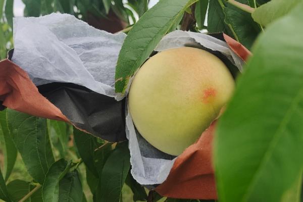 桃子套袋前的定果方法，遵循留优去劣的原则