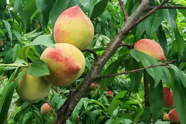 桃子套袋前的定果方法，遵循留优去劣的原则