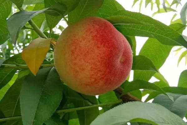 桃子套袋前的定果方法，遵循留优去劣的原则